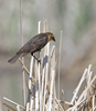 Yellow-headed Blackbird